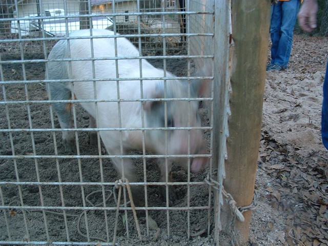 the PIG