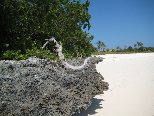 Limestone base on Beach at Baker's Bay on Great Guana Cay