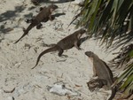 Three younger members of the Allen's Cay iguana herd relaxing on the beach.