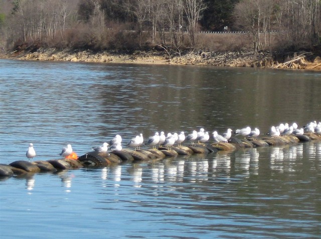 Birds waiting in line, S. Little, Feb 2008