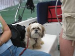 Catoe's dog being ferried to picnic