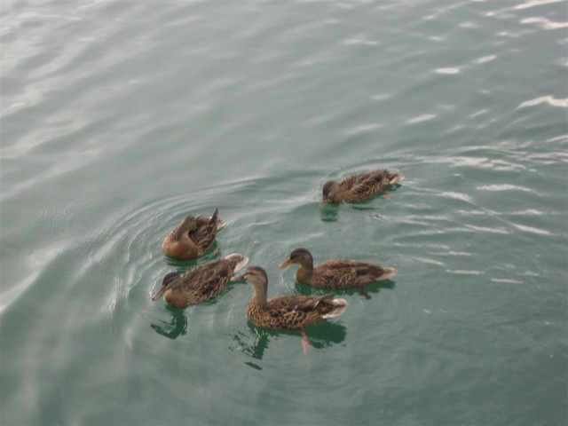 ducks attack fleet!