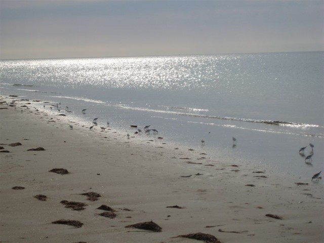 Beach on ocean side of Cape Lookout