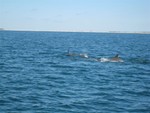 Dolphine all over the place!  Return from Cape Lookout to Beaufort on ocean